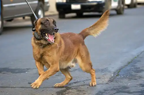 Vicious dog attacking and bites