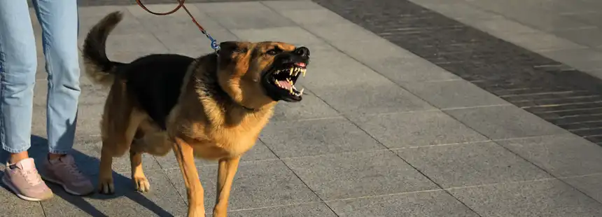 Dog getting ready to bite someone, which will require a dog bite lawyer in Arlington